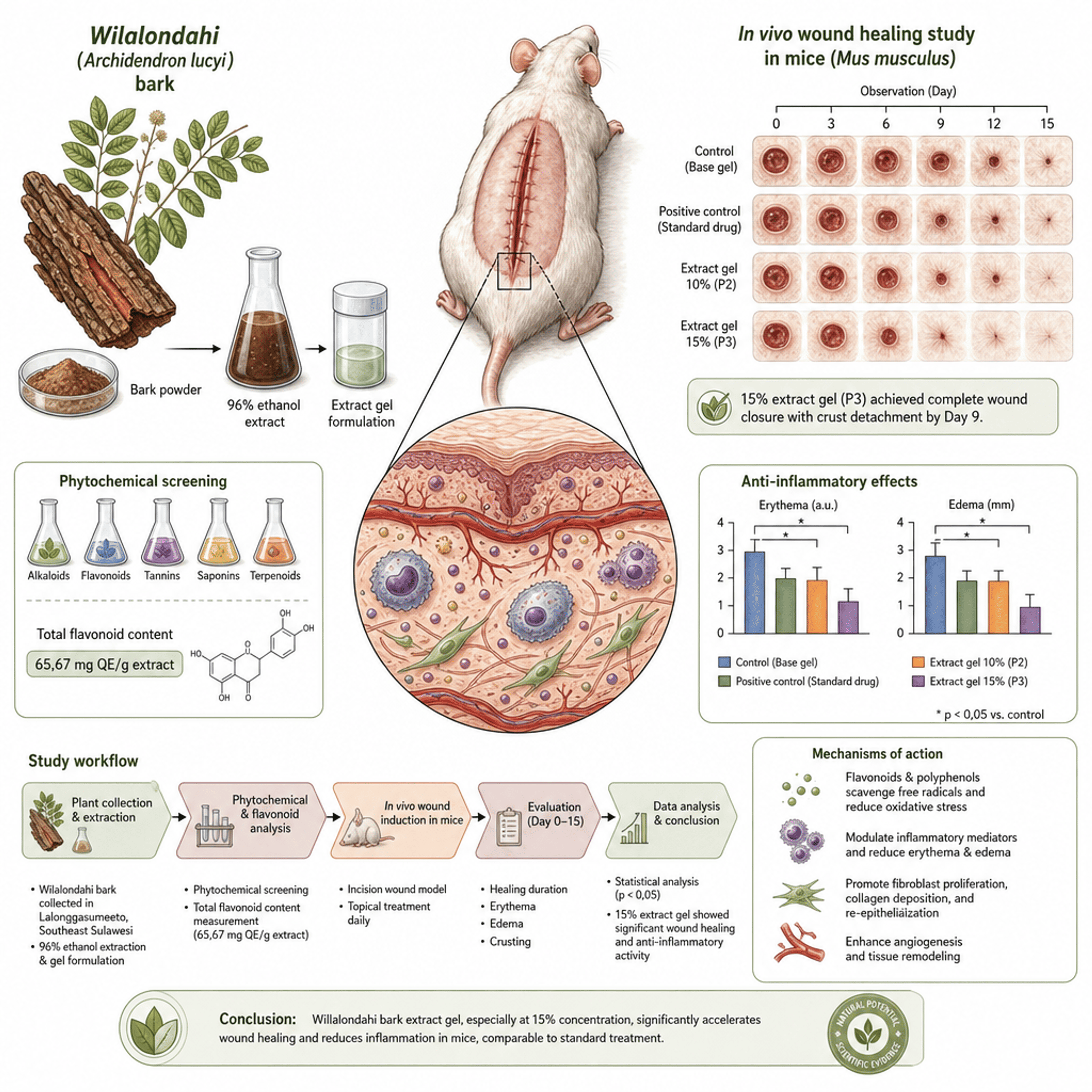 Utilization of Wilalondahi (Archidendron lucyi) as an Antihemorrhagic and Wound Healing Alternative Based on Ethnomedicine