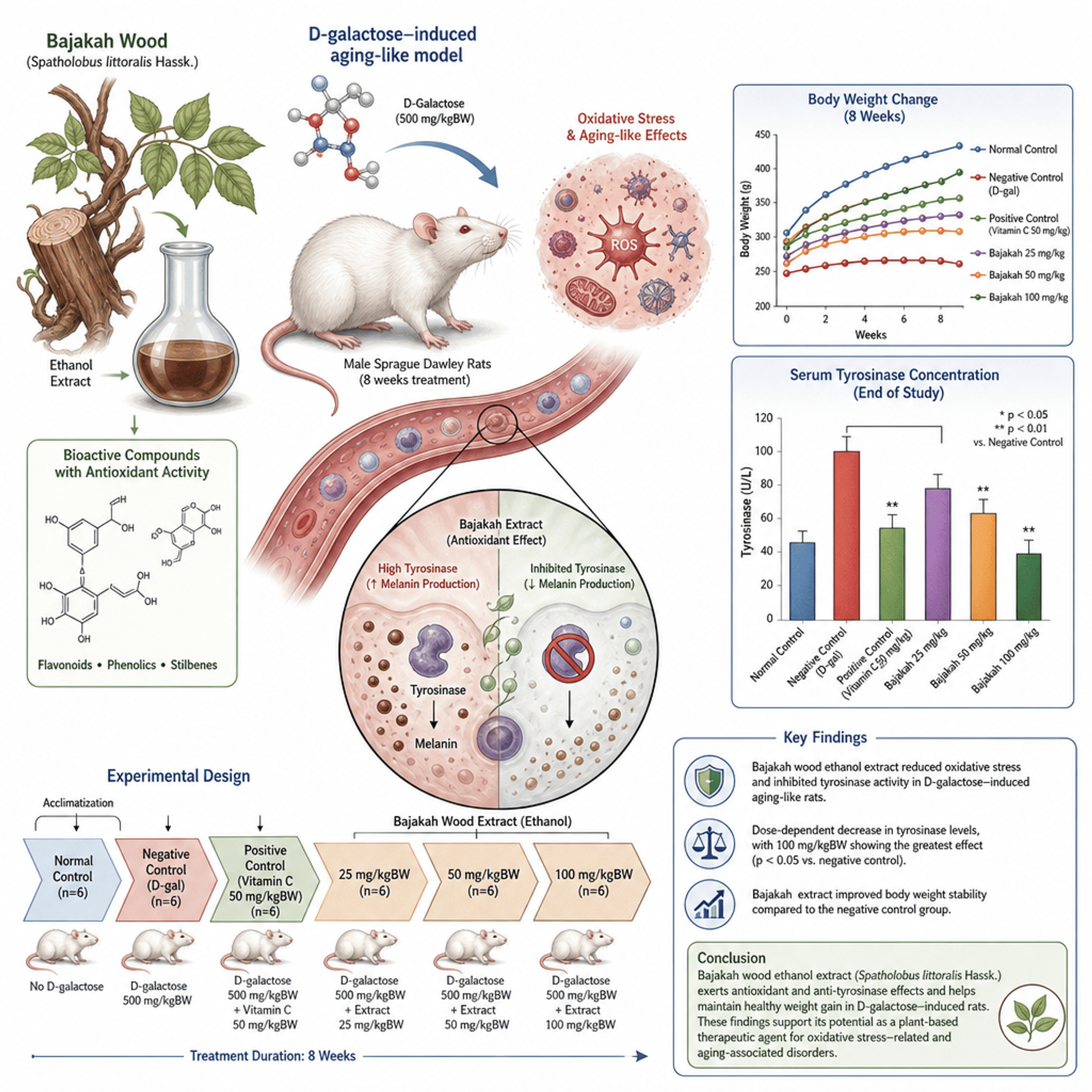 Ethanol Extract of Bajakah Wood (Spatholobus littoralis Hassk.) on Tyrosinase Concentration and Body Weight in Rats Induced with High-Dose D-galactose