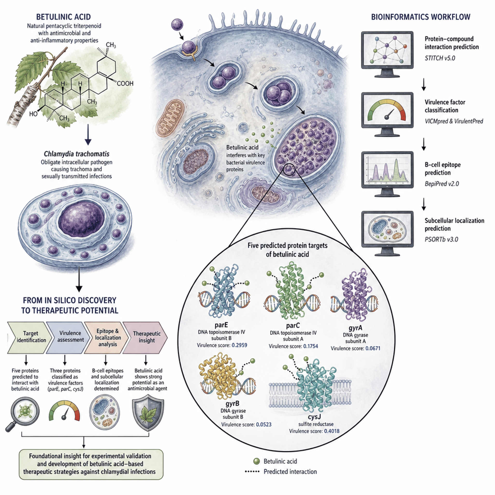 Bioinformatics Analysis of Potential Targets of Betulinic Acid Against  Virulence Factors of Chlamydia trachomatis
