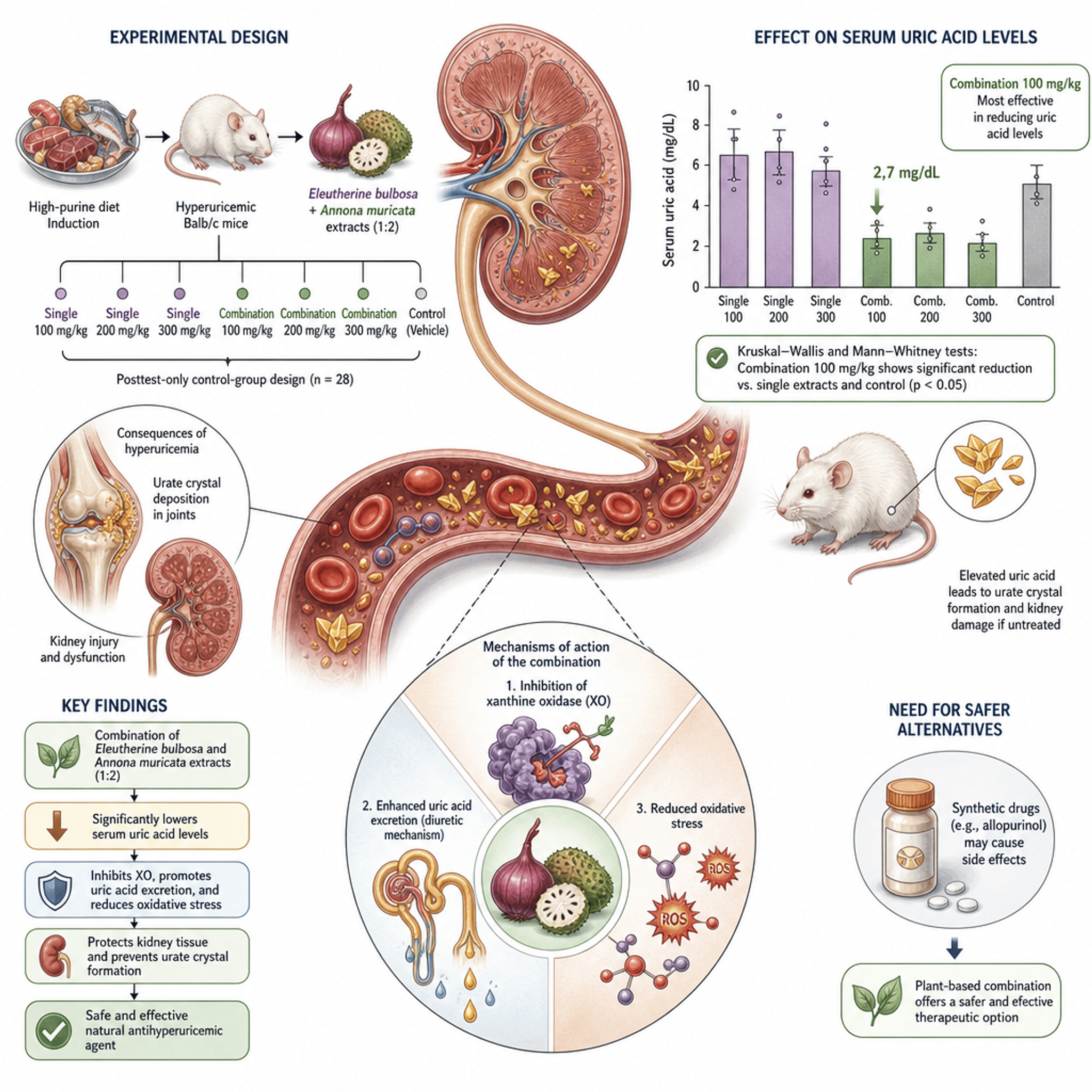 Antihyperuricemia of A Combination of Eleutherine bulbosa and Annona  muricata Extracts on Reducing Uric Acid Levels in Hyperuricemia Mice
