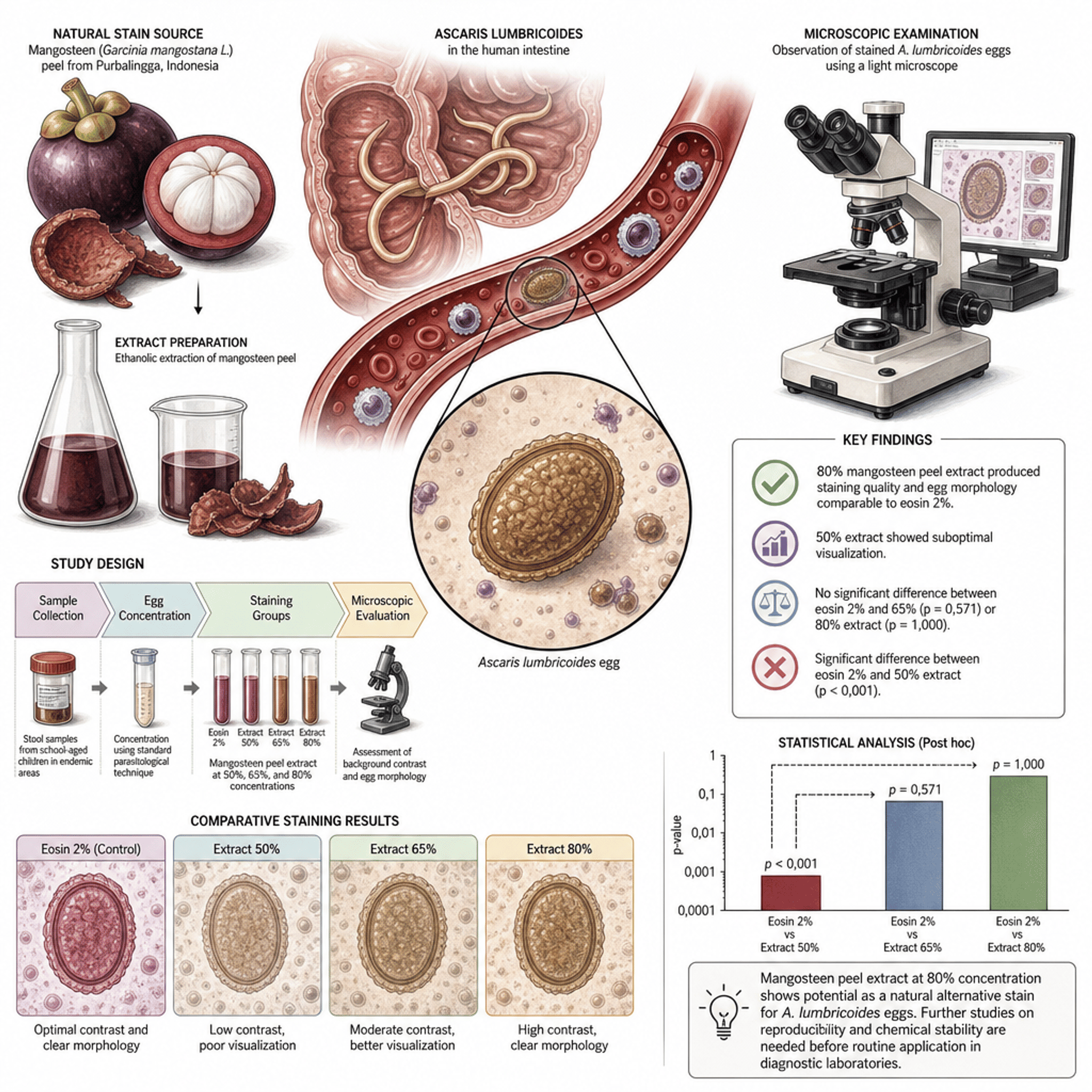 Evaluation of Mangosteen Peel Extract as a Substitute for Eosin 2%  in Ascaris lumbricoides Egg Staining